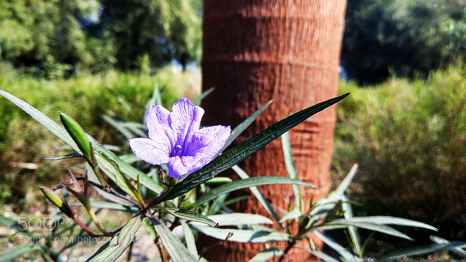 Xiaomi Redmi Note 4 sample photo. Untitled photography