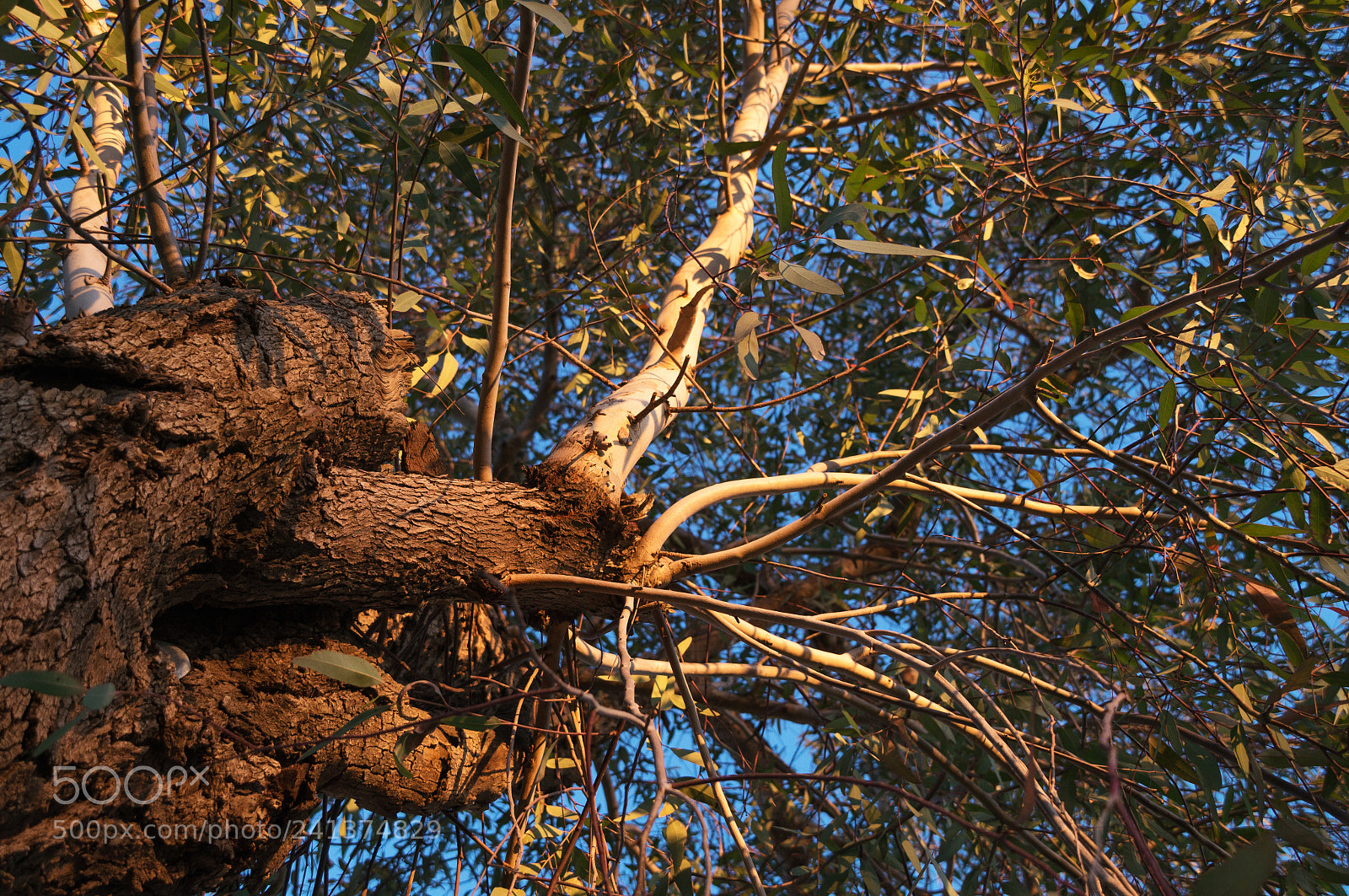Sony SLT-A57 sample photo. Trunk & twigs ii photography