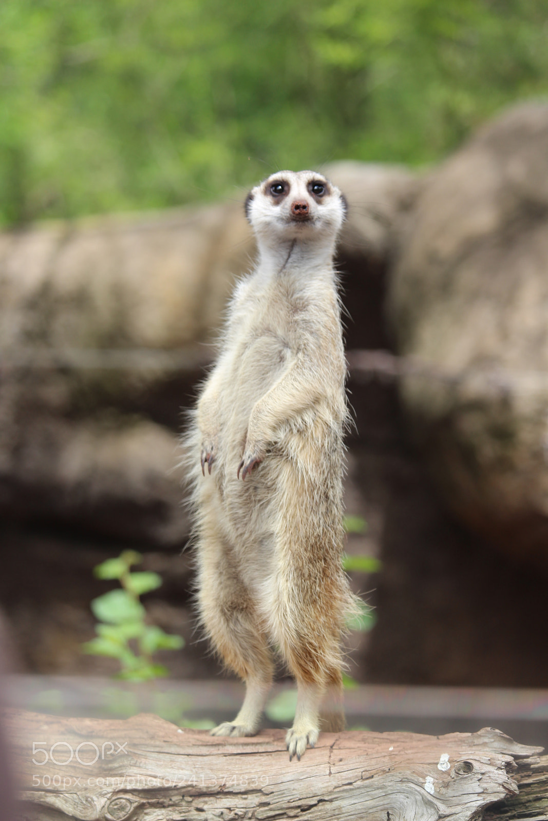 Canon EF-S 55-250mm F4-5.6 IS STM sample photo. Meerkat keeping a lookout photography