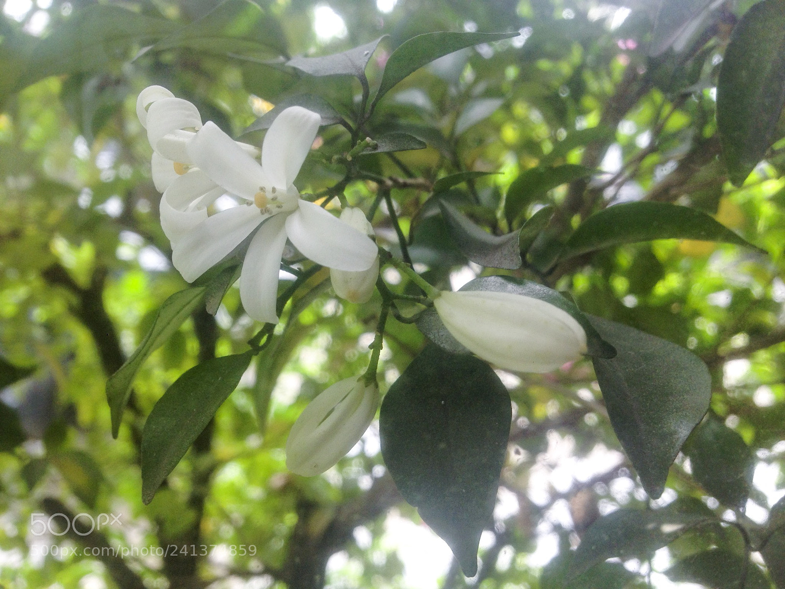Apple iPhone 5 sample photo. Untitled photography