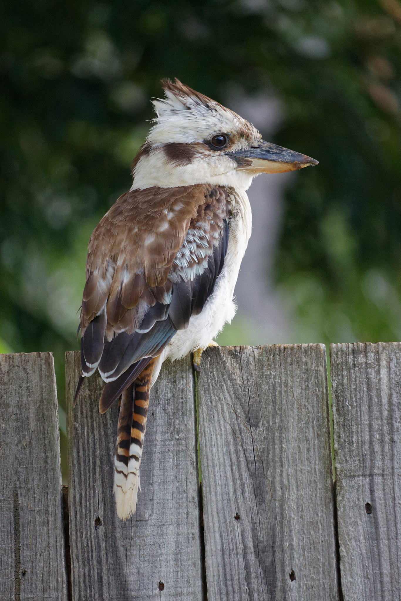 Canon EF-S 55-250mm F4-5.6 IS STM sample photo. Kookaburra photography