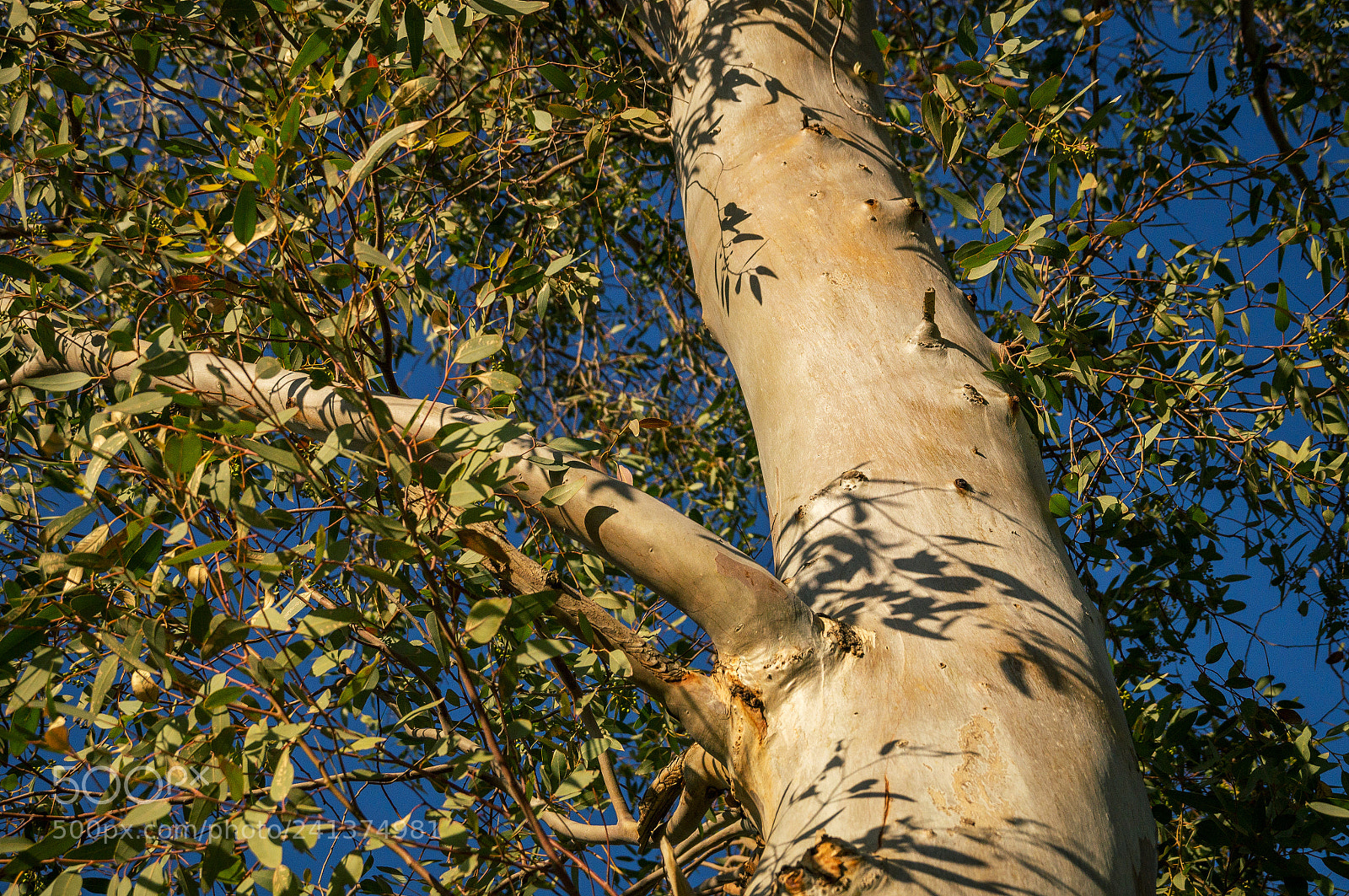 Sony SLT-A57 sample photo. Trunk & twigs iii photography