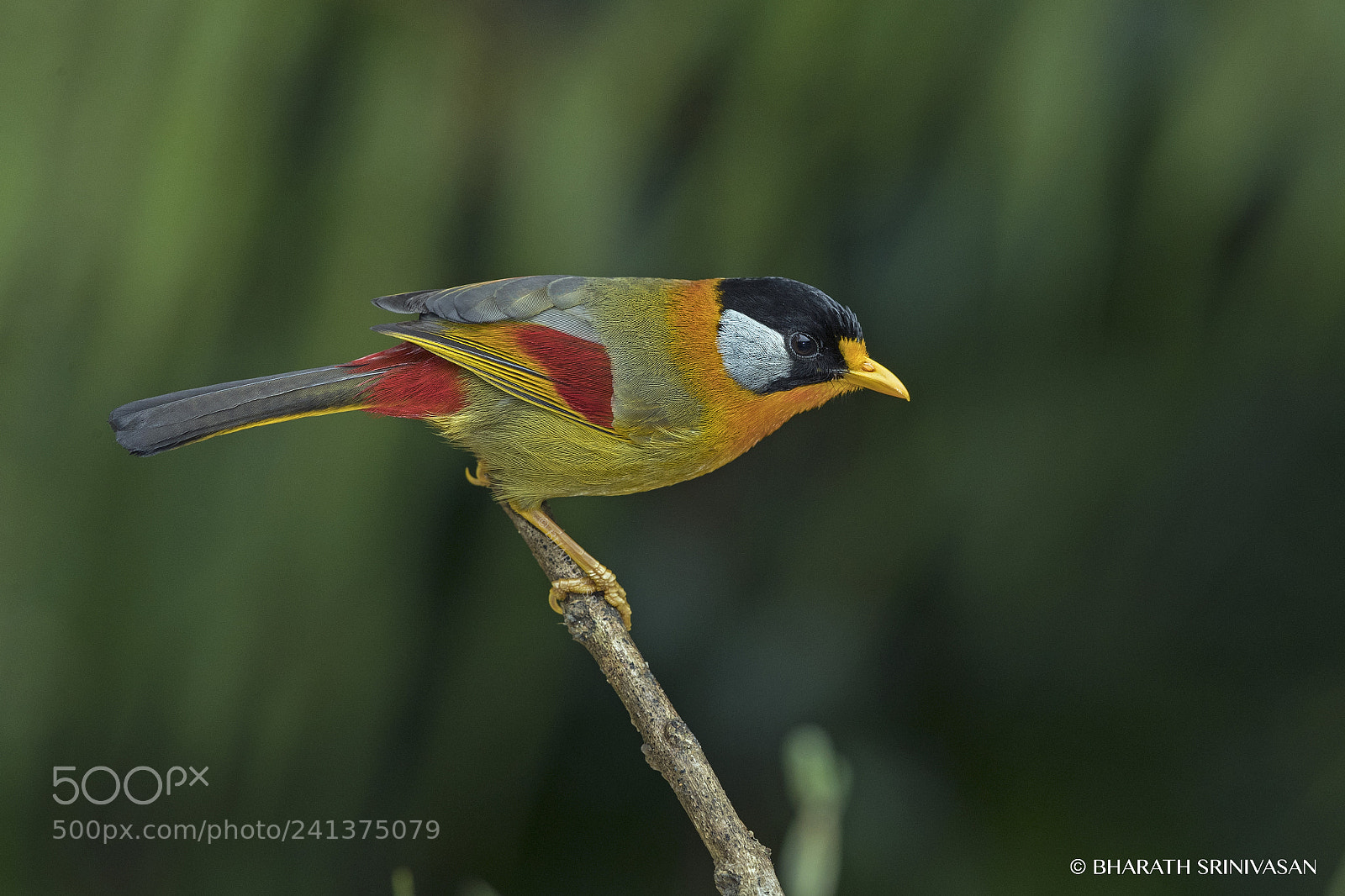 Canon EOS-1D X Mark II sample photo. Silver-eared mesia photography