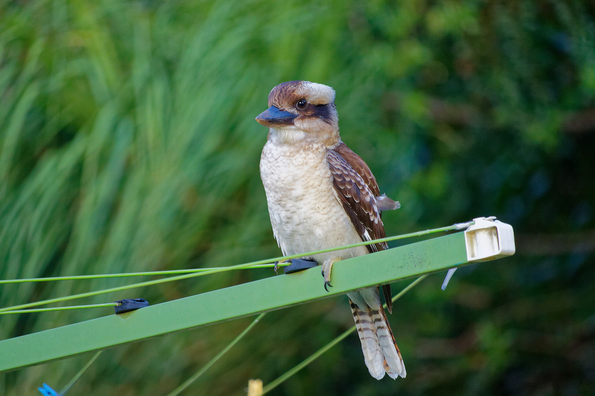 Canon EF-S 55-250mm F4-5.6 IS STM sample photo. Kookaburra photography