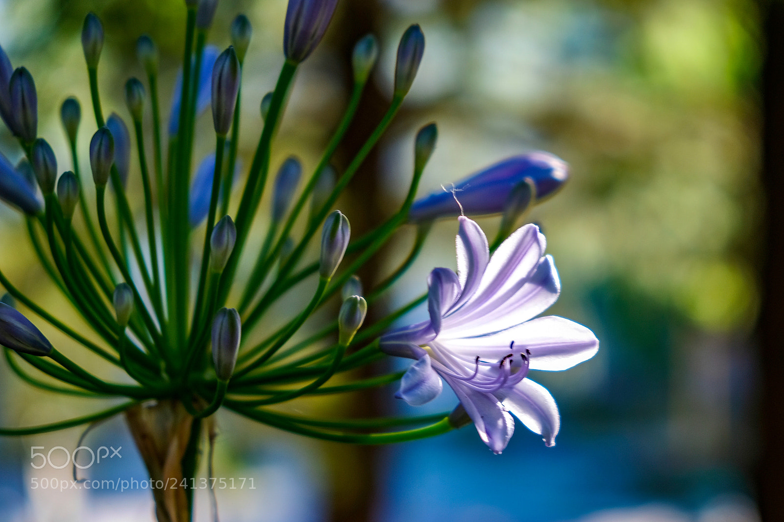 Fujifilm X-E3 sample photo. First to bloom photography