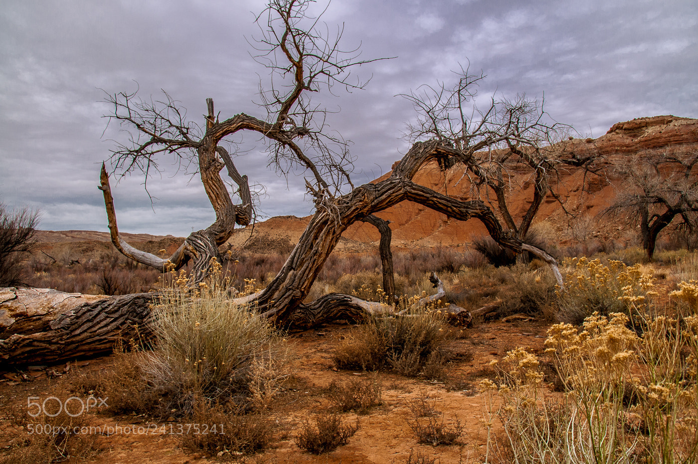 Nikon D300 sample photo. Dead tree in arches photography