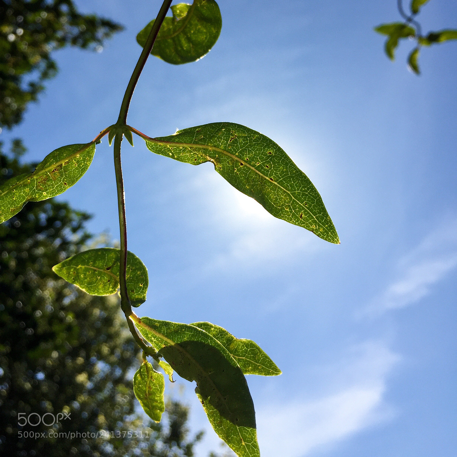 Apple iPhone 6 sample photo. Vine leaves in front photography