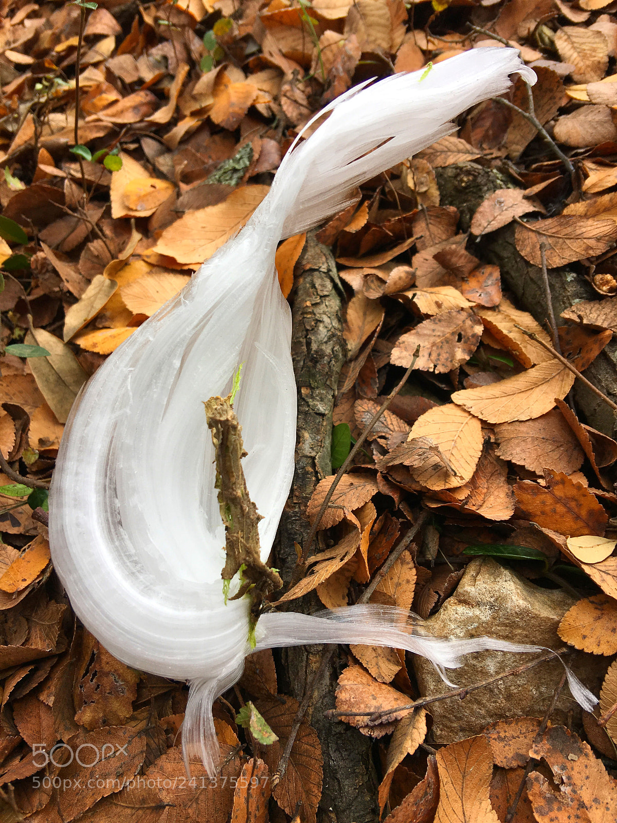 Apple iPhone 6s Plus sample photo. Frost swan photography