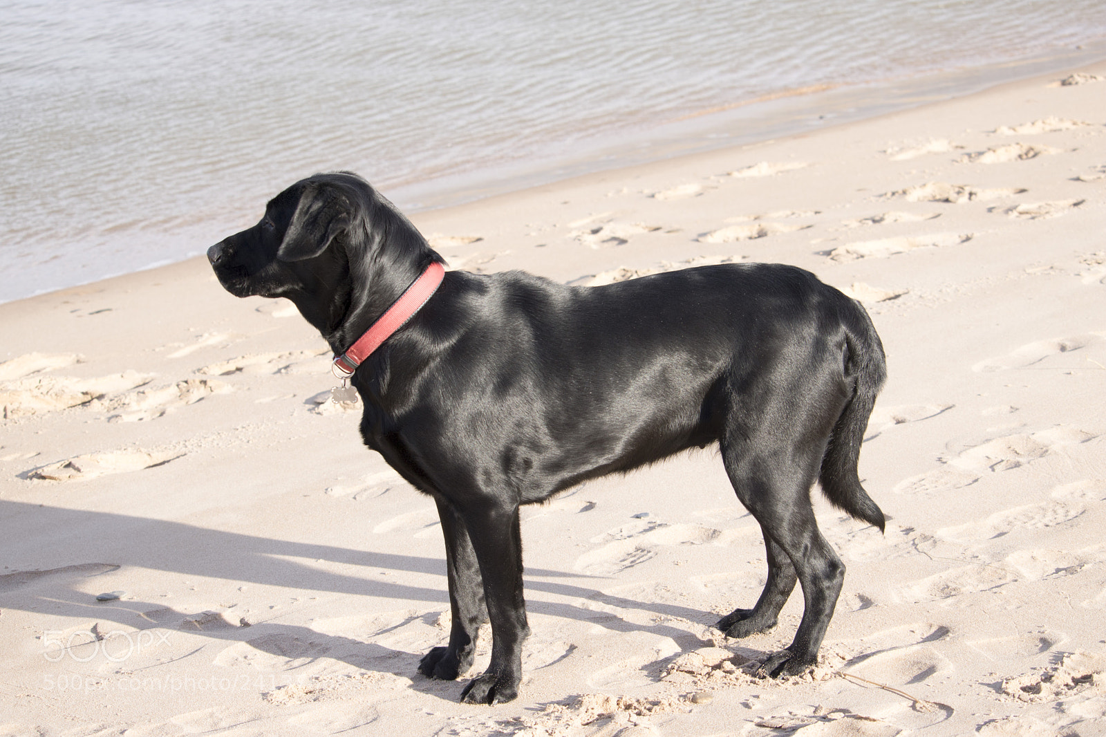 Canon EOS 750D (EOS Rebel T6i / EOS Kiss X8i) sample photo. Black labrador standing near photography