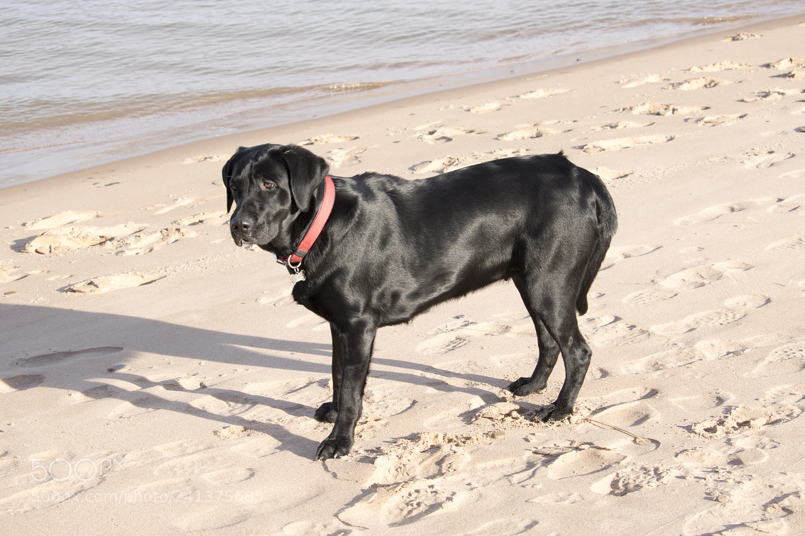 Canon EOS 750D (EOS Rebel T6i / EOS Kiss X8i) sample photo. Black labrador standing near photography