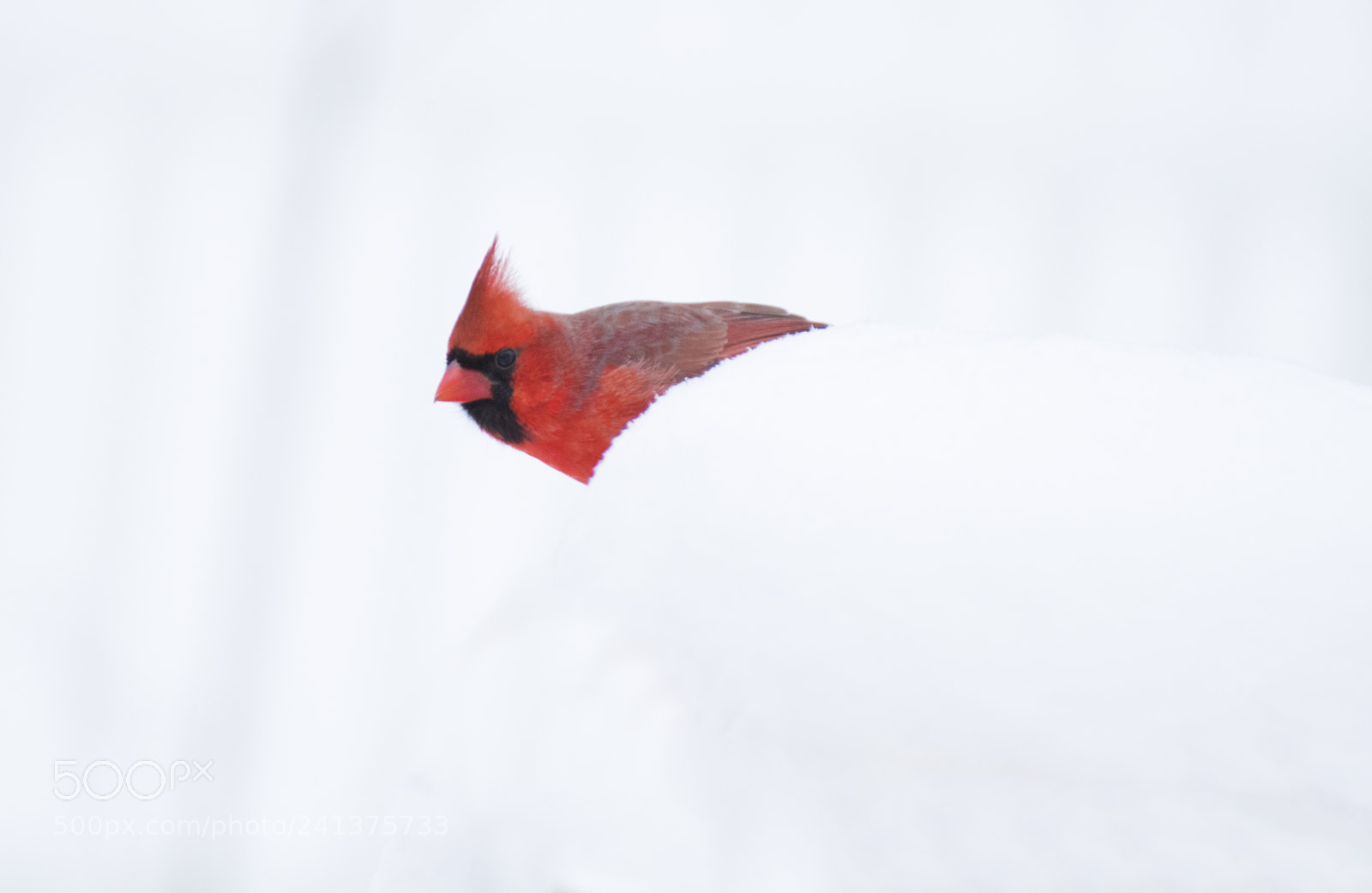 Nikon D500 sample photo. Isolated cardinal photography