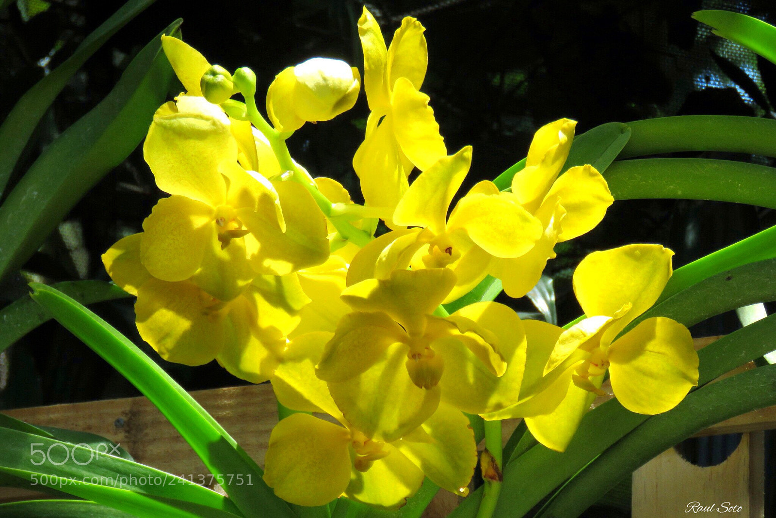 Canon PowerShot SX60 HS sample photo. Orquideas photography