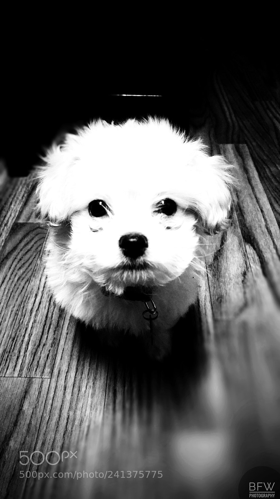 LG G5 sample photo. Puppy photography