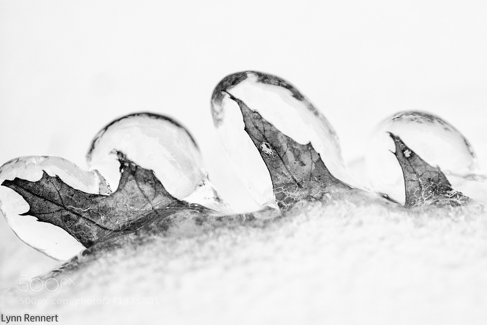 Sony ILCA-77M2 sample photo. Oak leaf frozen in photography