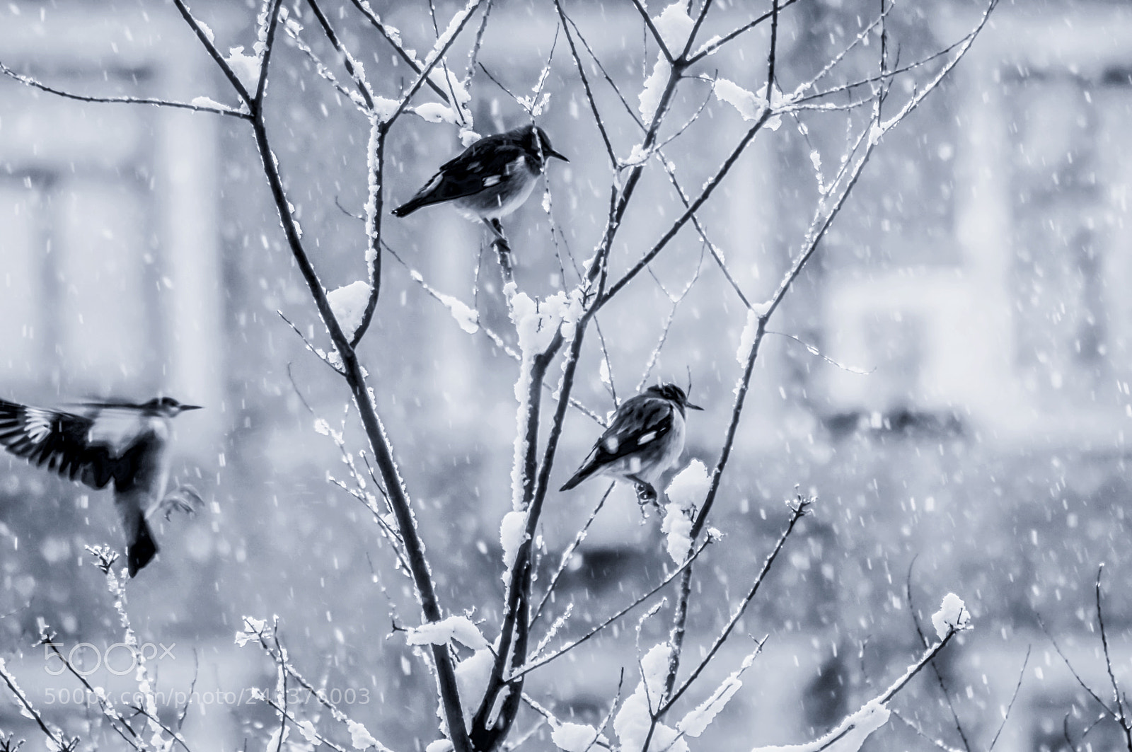 Nikon D90 sample photo. Untitled photography