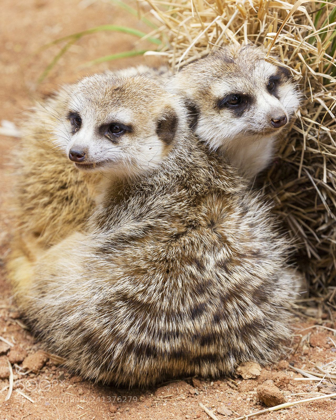 Canon EOS 60D sample photo. Meerkats - living desert photography