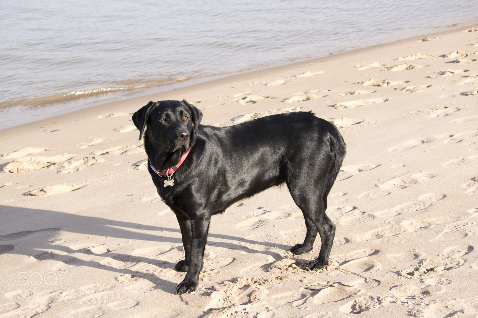Canon EOS 750D (EOS Rebel T6i / EOS Kiss X8i) sample photo. Black labrador standing near photography