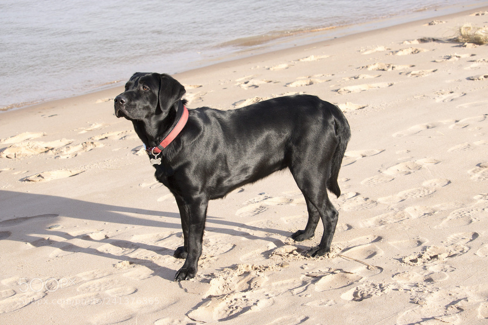Canon EOS 750D (EOS Rebel T6i / EOS Kiss X8i) sample photo. Black labrador standing near photography