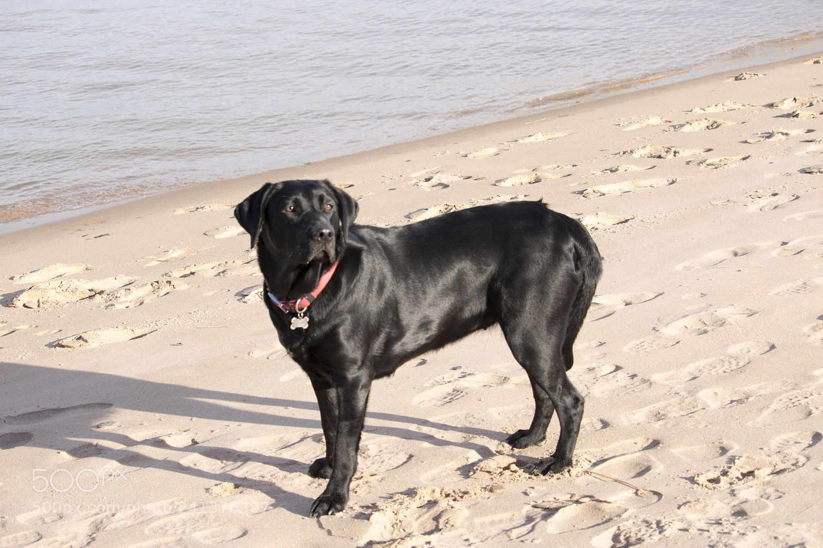 Canon EOS 750D (EOS Rebel T6i / EOS Kiss X8i) sample photo. Black labrador standing near photography