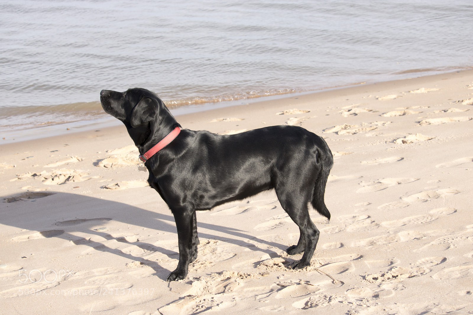 Canon EOS 750D (EOS Rebel T6i / EOS Kiss X8i) sample photo. Black labrador standing near photography