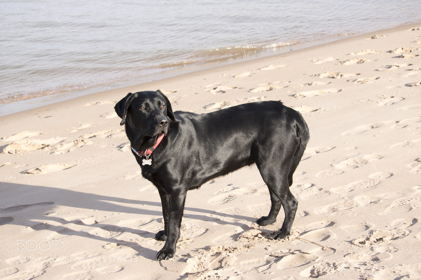Canon EOS 750D (EOS Rebel T6i / EOS Kiss X8i) sample photo. Black labrador standing near photography