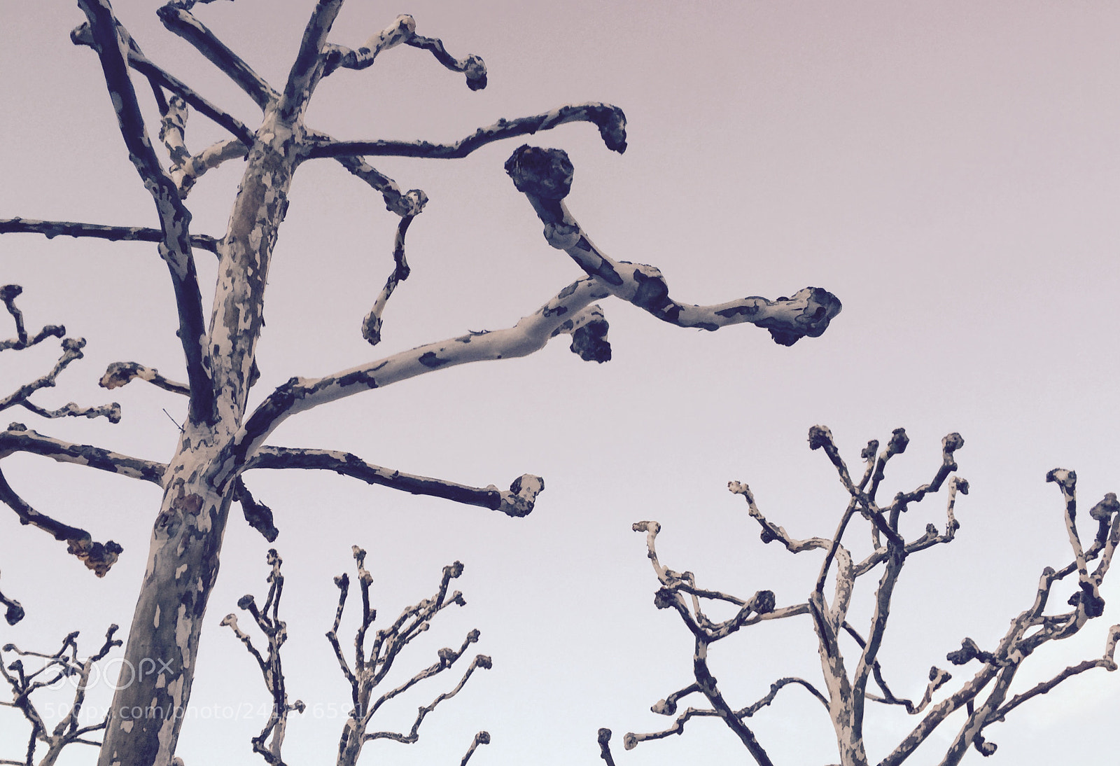 Apple iPhone 6 Plus sample photo. Untitled photography