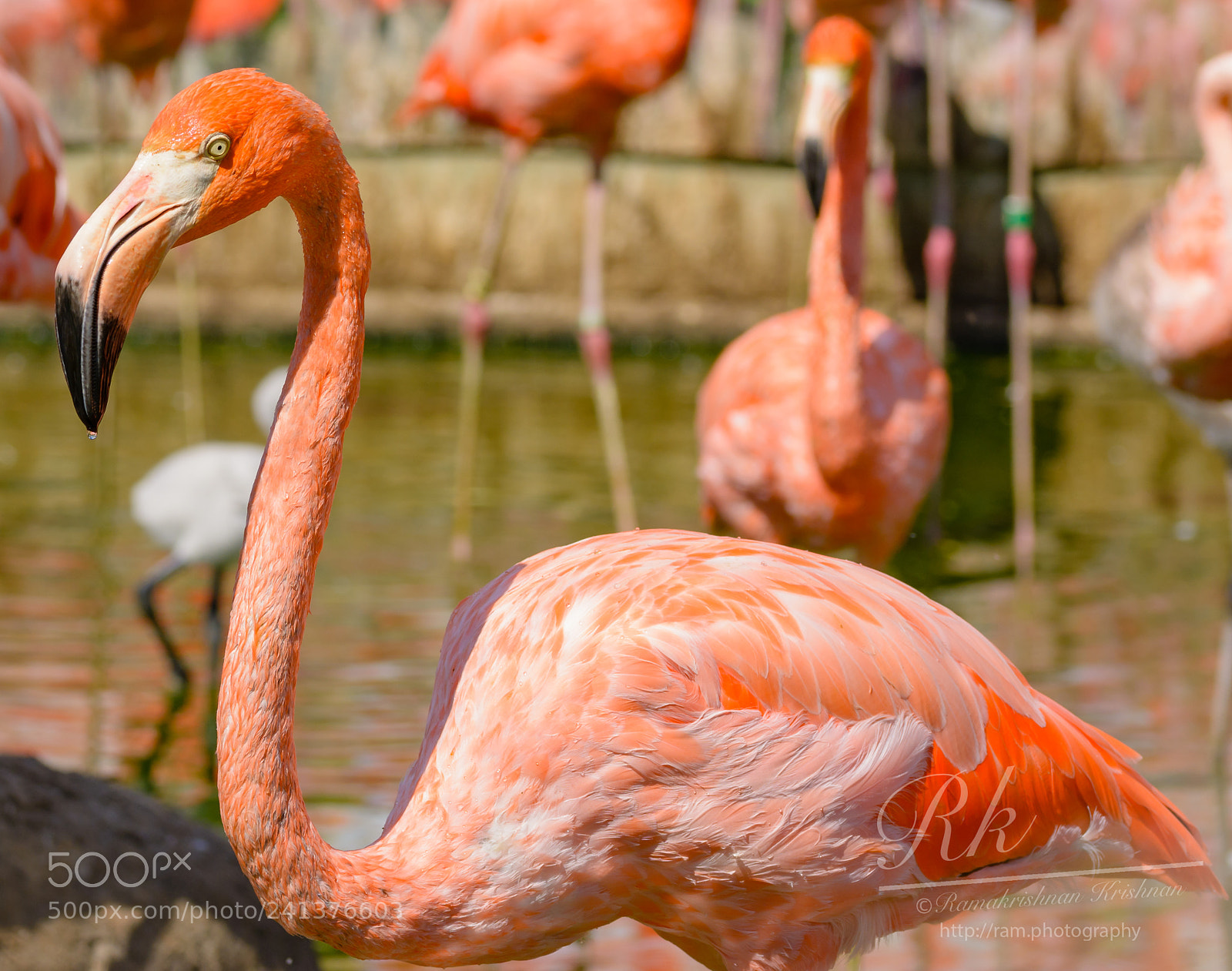 Nikon D7100 sample photo. Flamingo photography