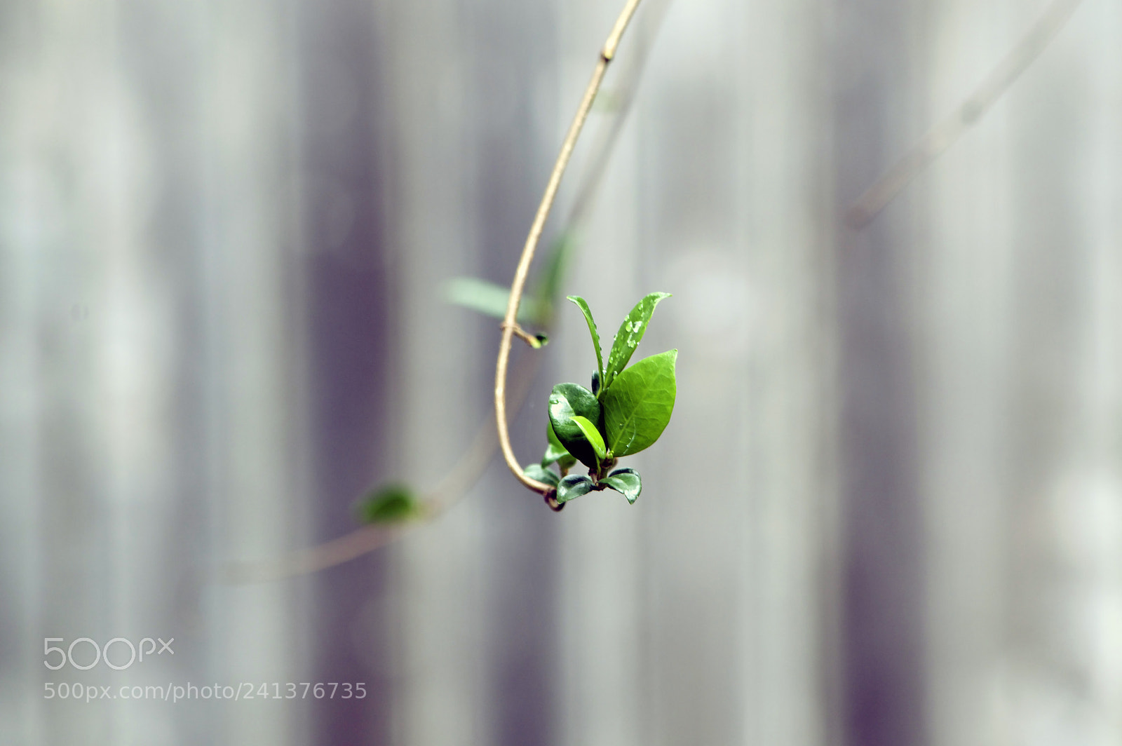 Nikon D3200 sample photo. Exploring vine photography