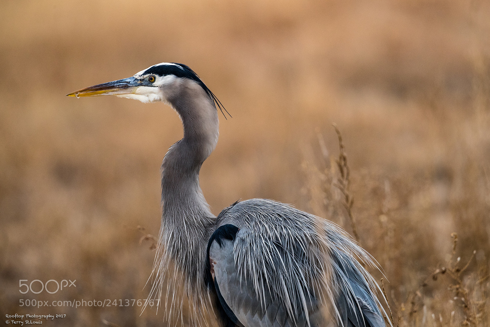 Canon EOS-1D X Mark II sample photo. Great blue heron close photography