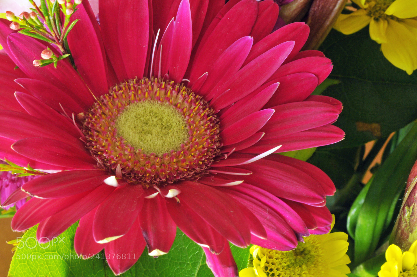 Nikon D300 sample photo. Bursting out photography