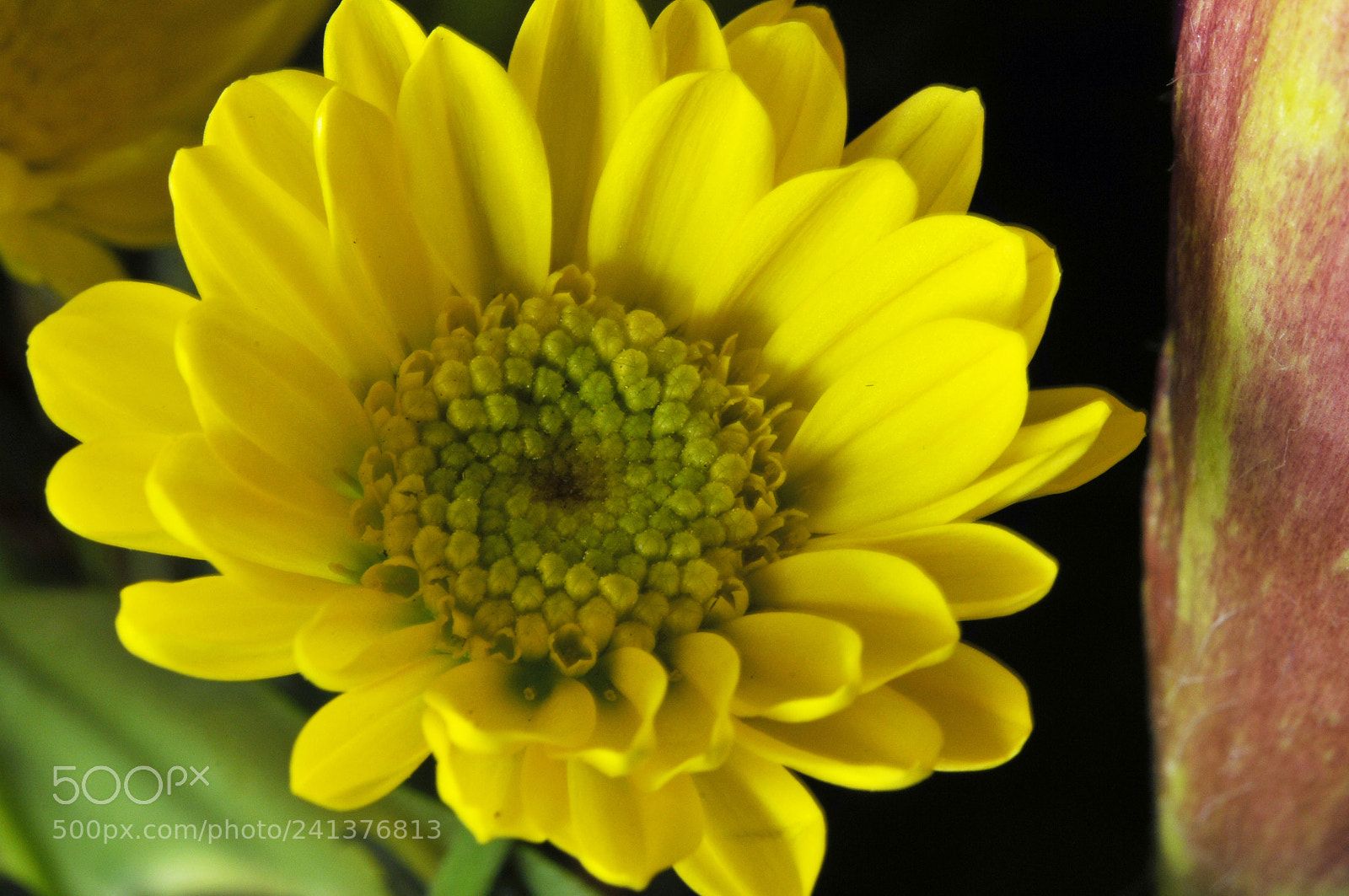 Nikon D300 sample photo. A little yellow photography