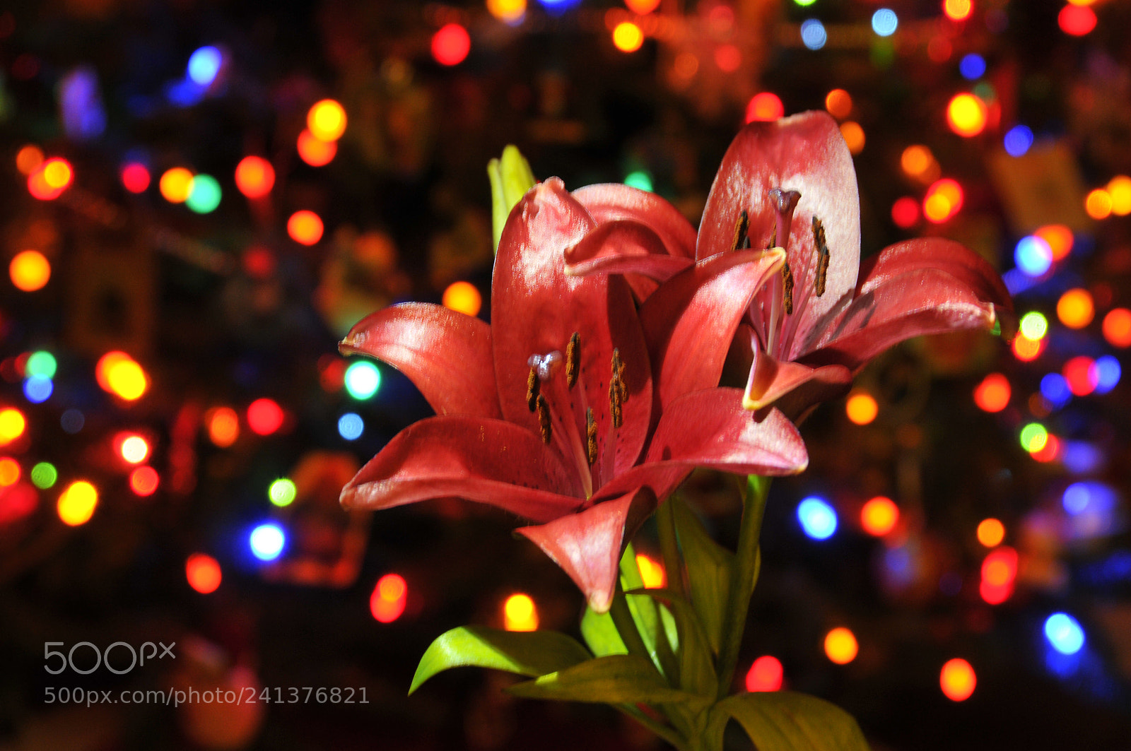 Nikon D300 sample photo. Bouquet and bokeh photography
