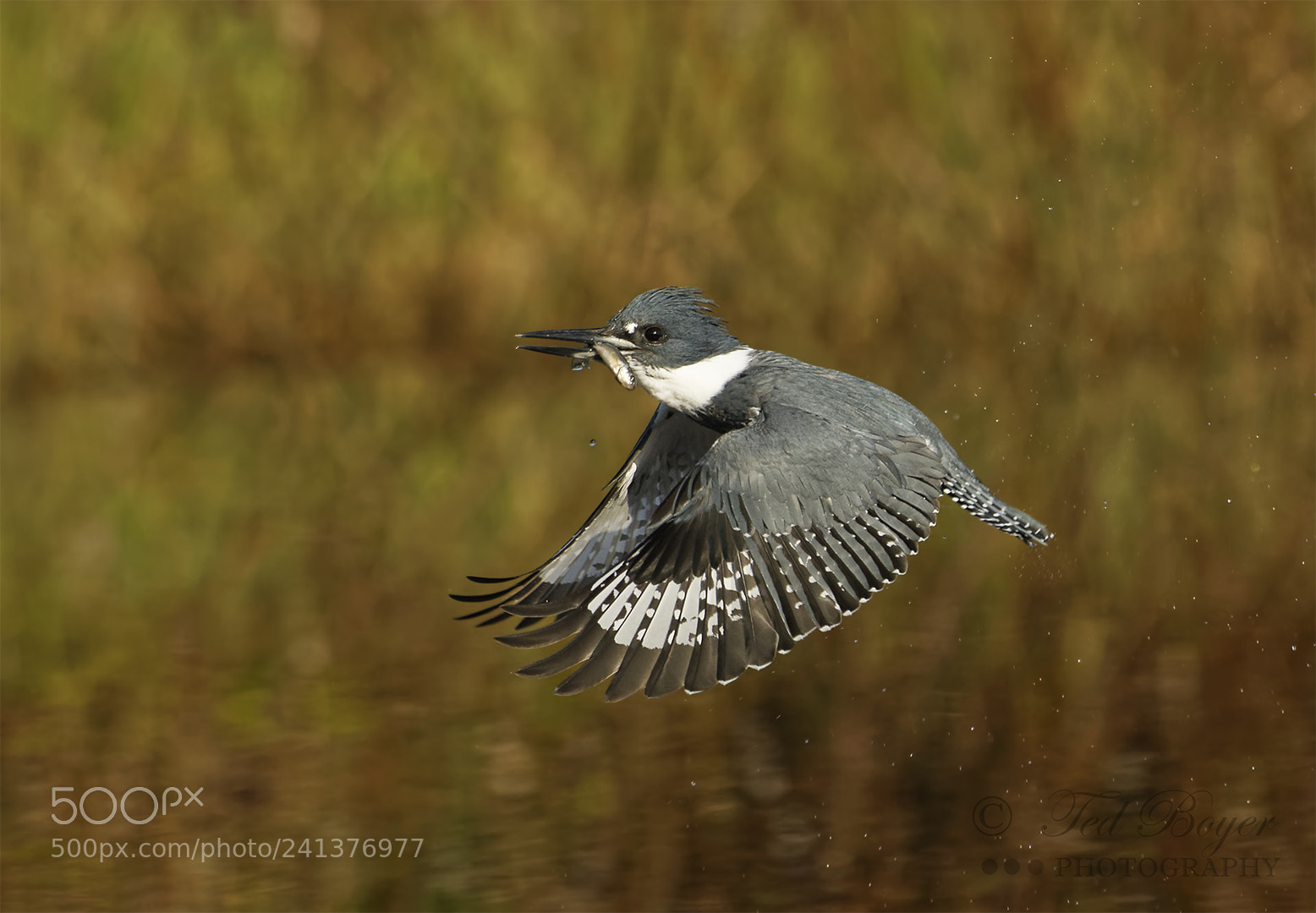 Nikon D500 sample photo. Kingfisher flight photography