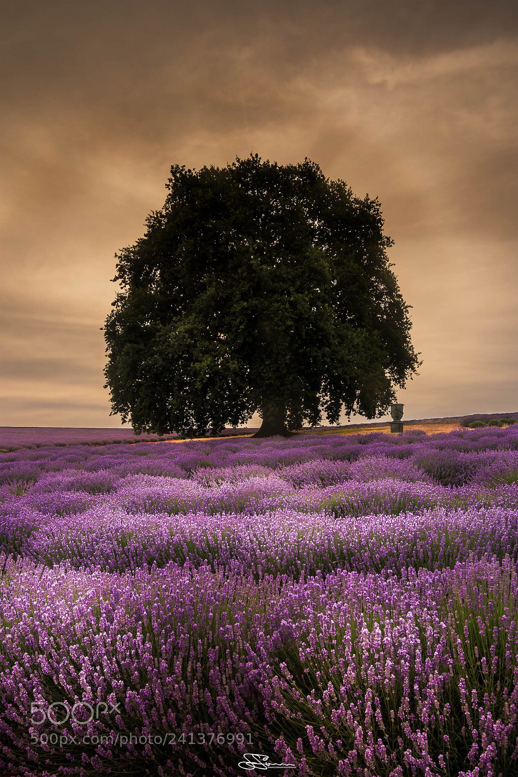 Nikon D7200 sample photo. Bridestowe lavender farm nabowla photography