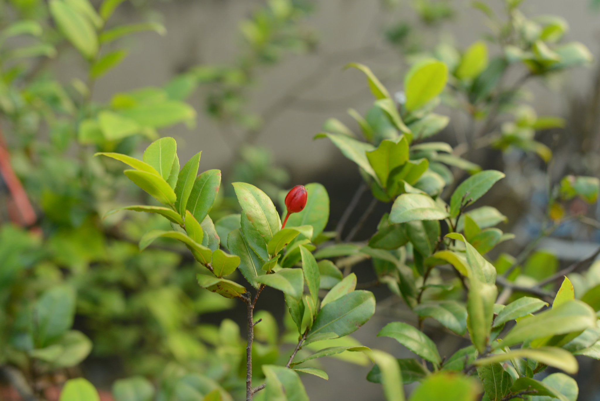 Nikon D800 + Nikon AF-S Nikkor 50mm F1.4G sample photo. Hdm photography