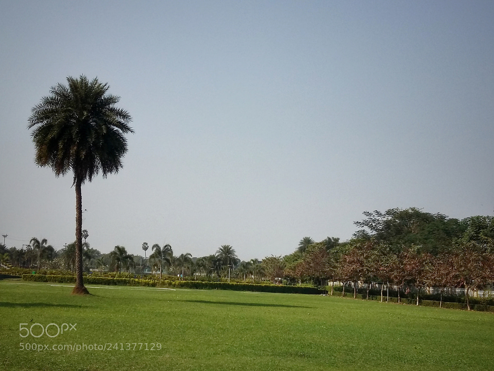 Samsung Galaxy A5 sample photo. Tree wallpaper photography