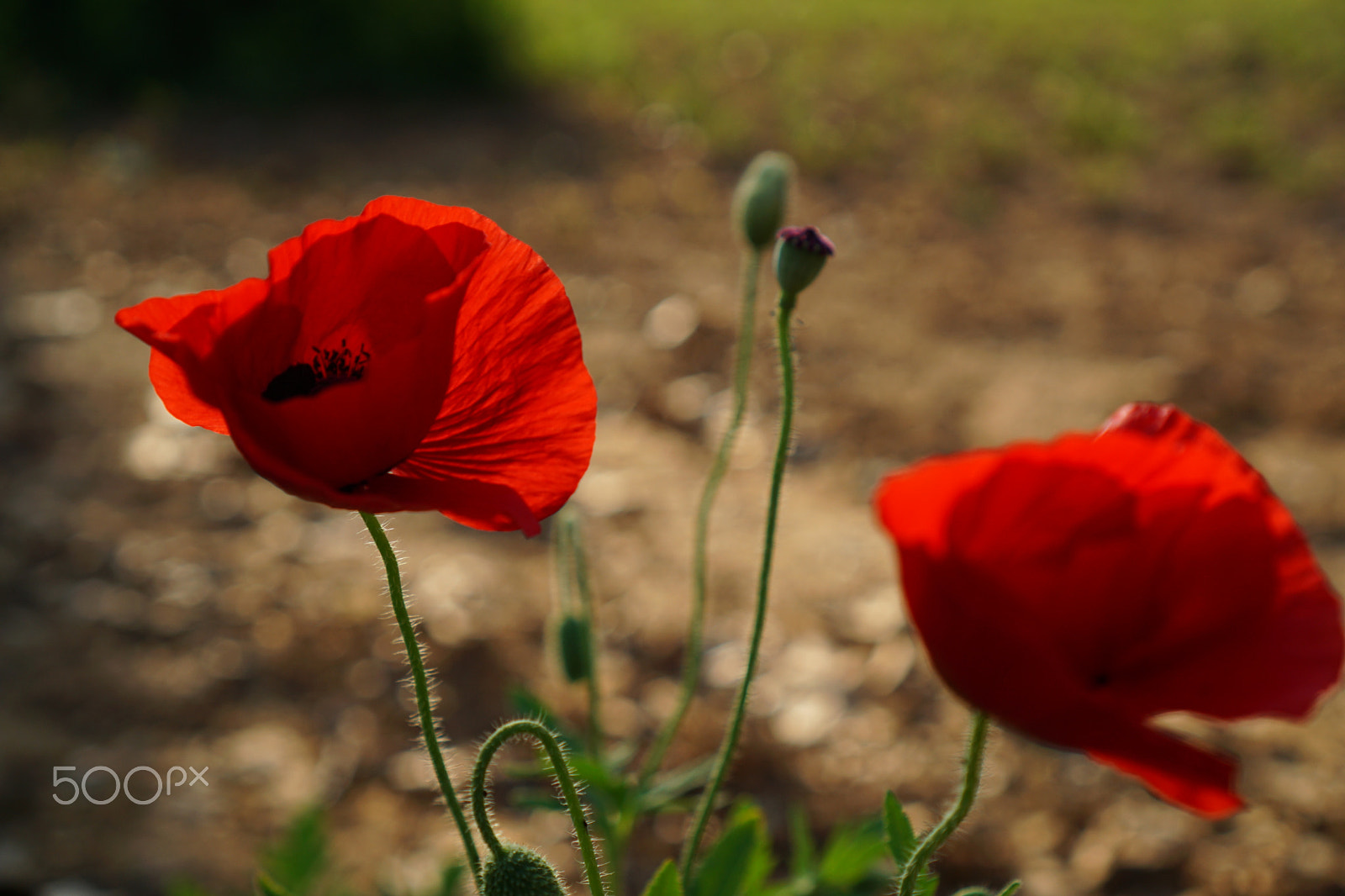 Sony a5100 + Sony E 35mm F1.8 OSS sample photo. Papaver rhoeas, red photography