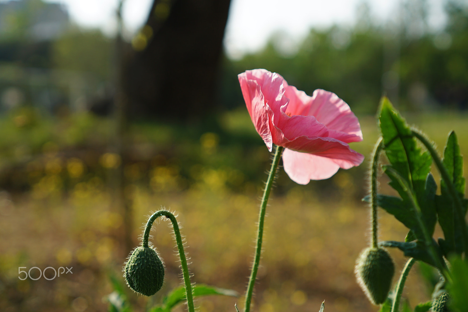 Sony a5100 + Sony E 35mm F1.8 OSS sample photo. Papaver rhoeas, pink photography