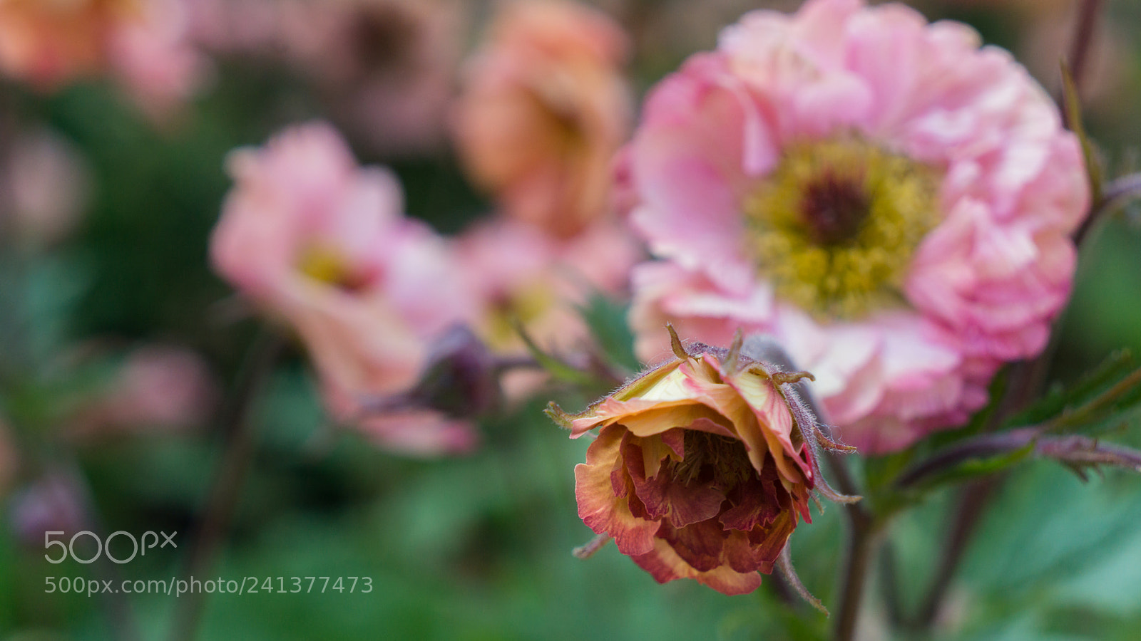 Sony Alpha NEX-7 sample photo. Untitled photography