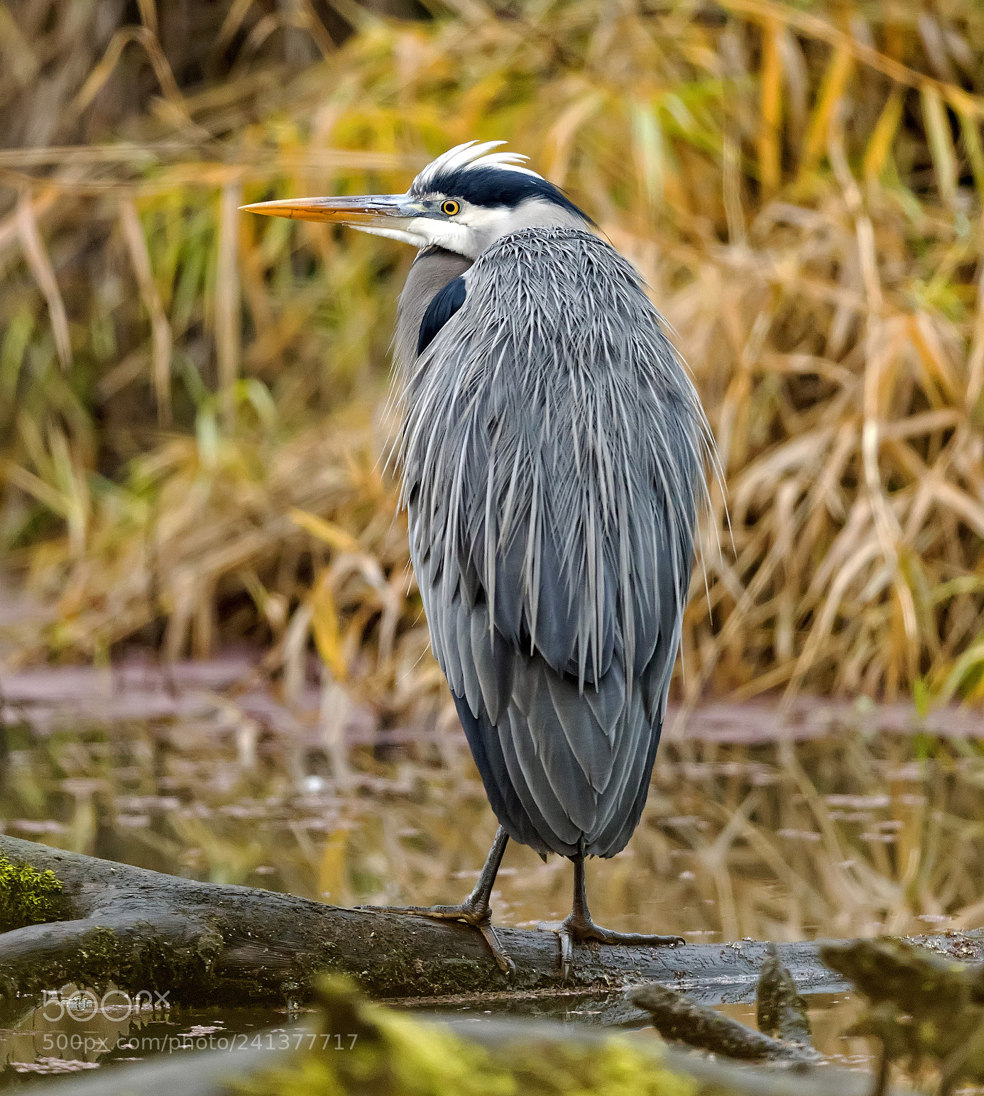 Canon EOS-1D X Mark II sample photo. Great blue heron photography