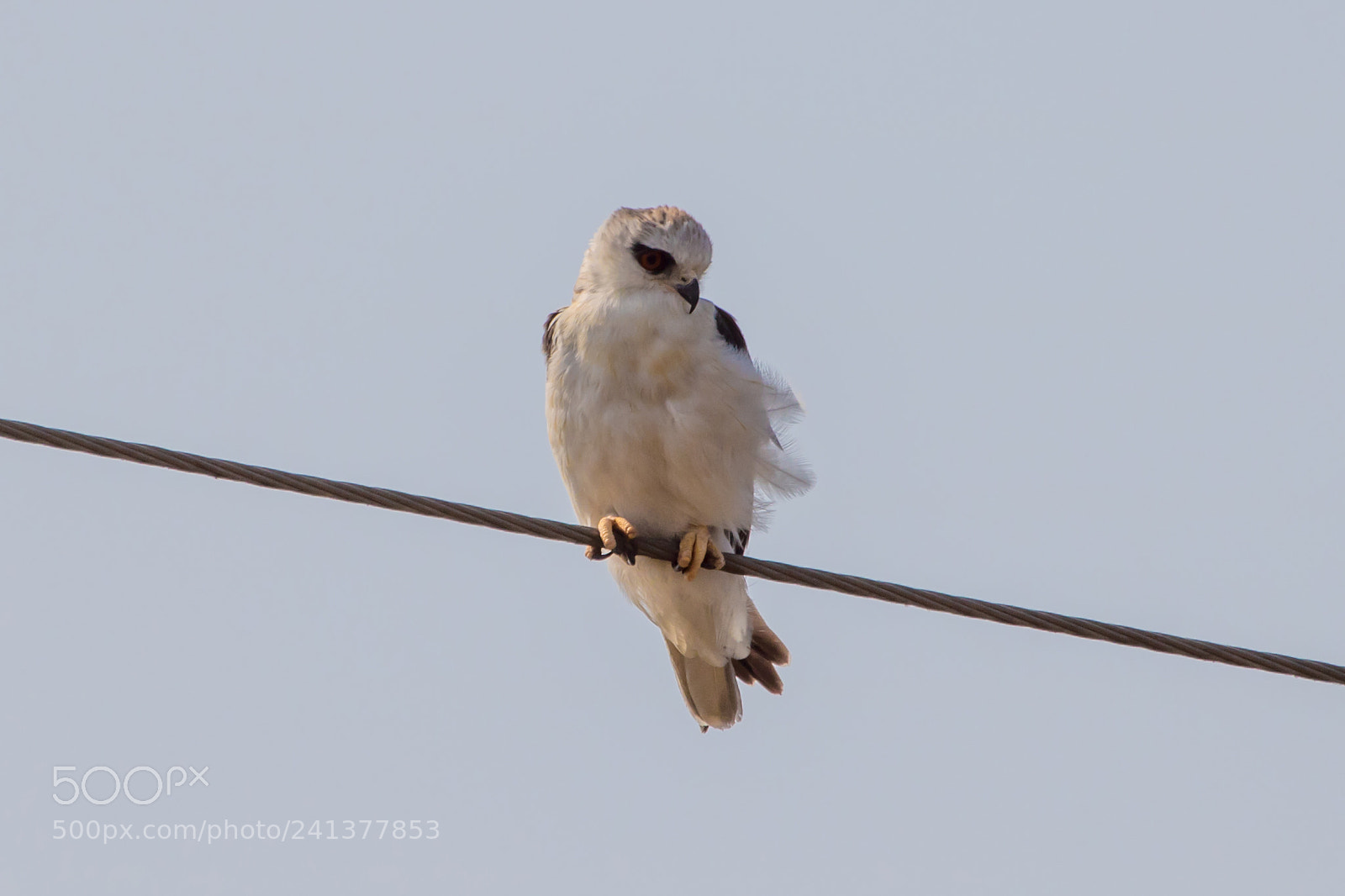 Canon EOS 750D (EOS Rebel T6i / EOS Kiss X8i) sample photo. Black-shouldered kite photography