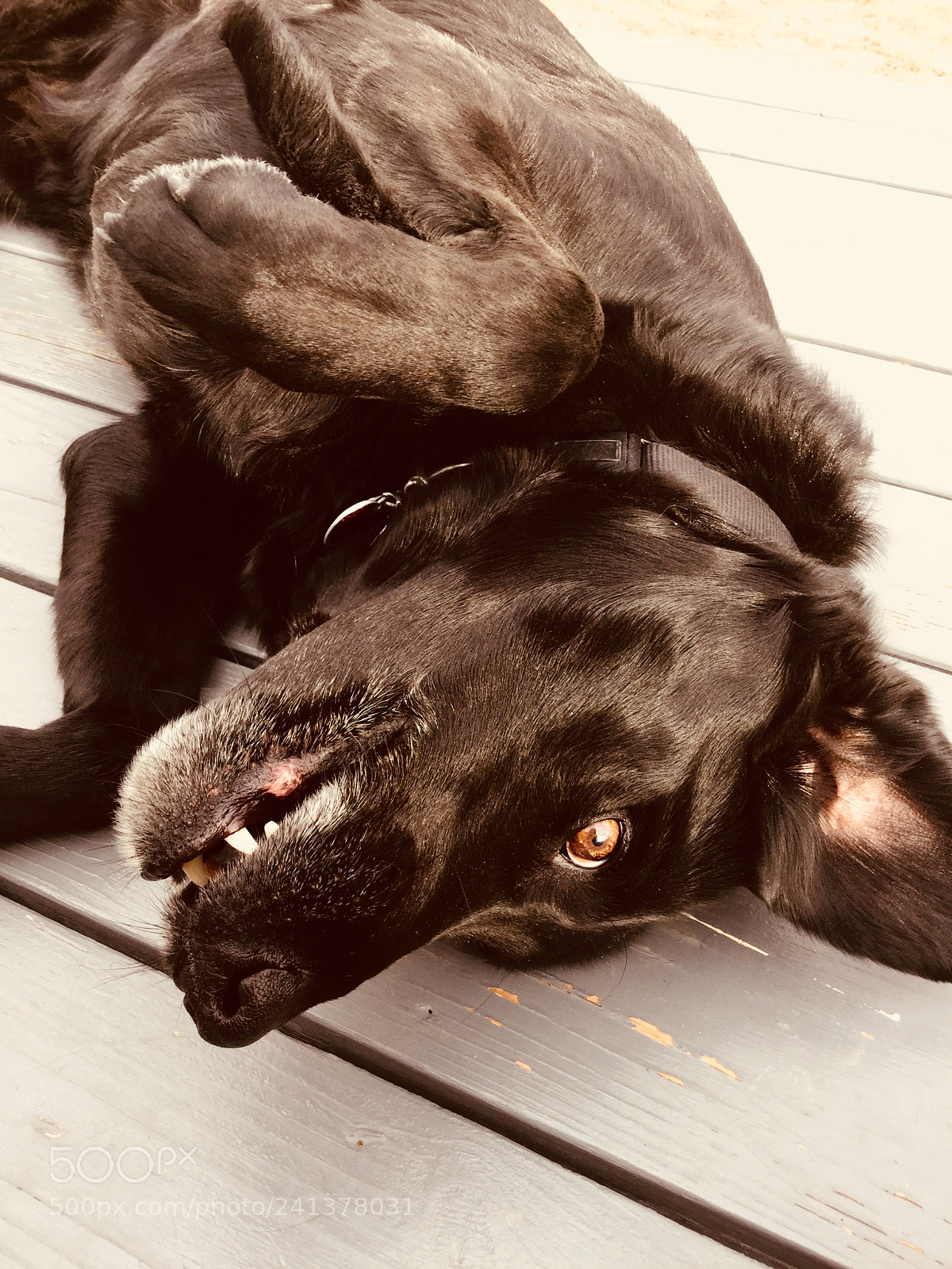 Apple iPod touch sample photo. Silly pup photography