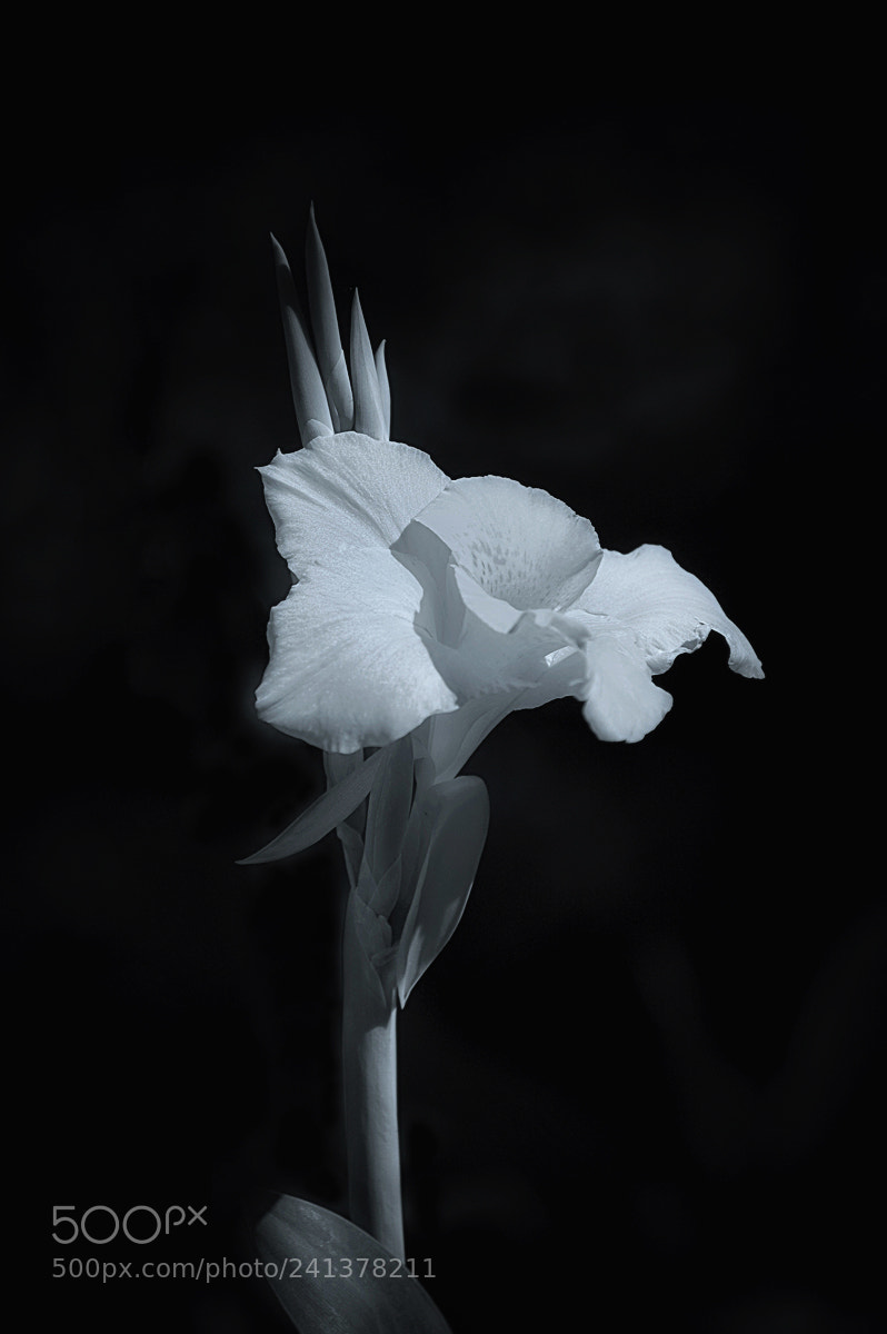 Nikon D50 sample photo. Cyan photography