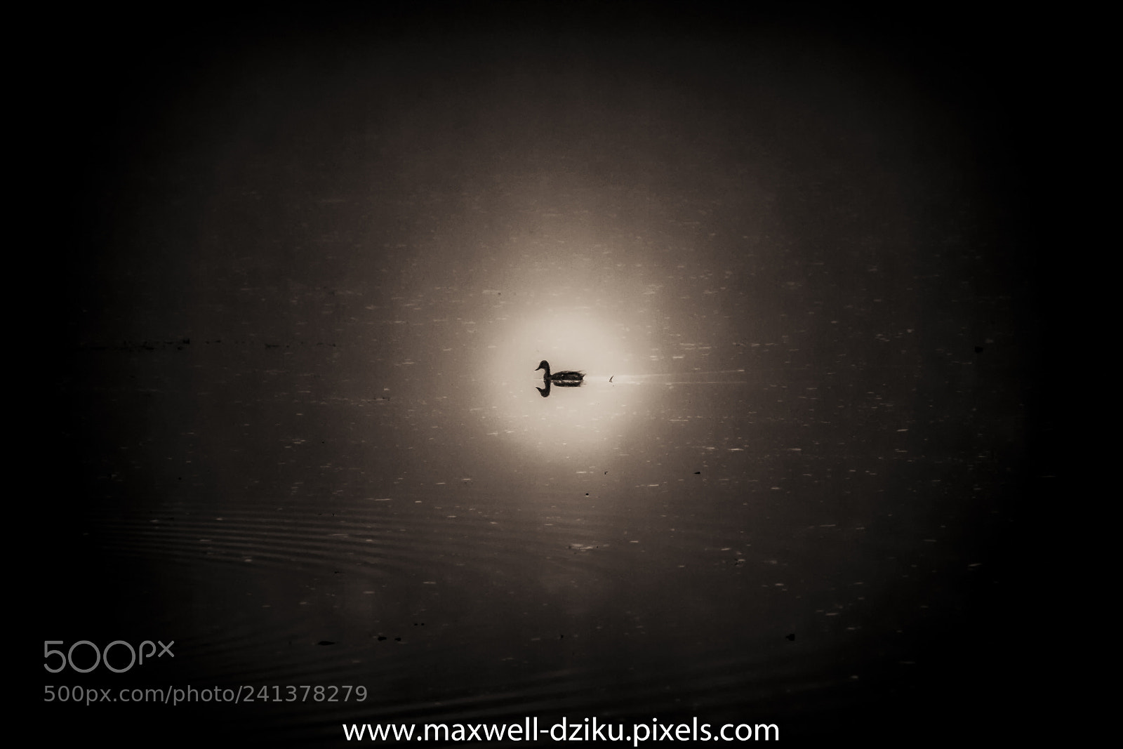 Canon EOS 60D sample photo. The lone duck photography