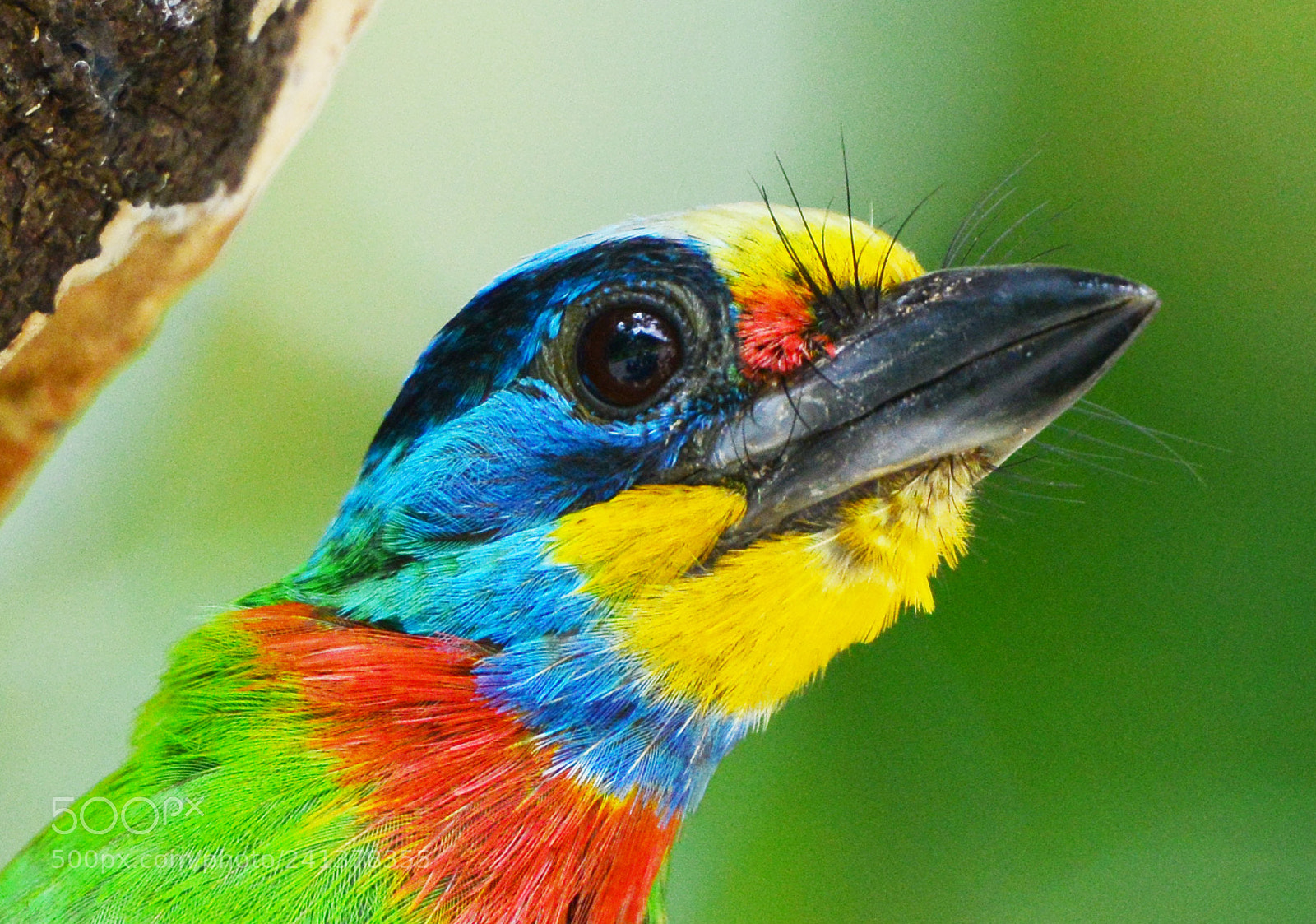 Nikon D800 sample photo. Five color bird photography