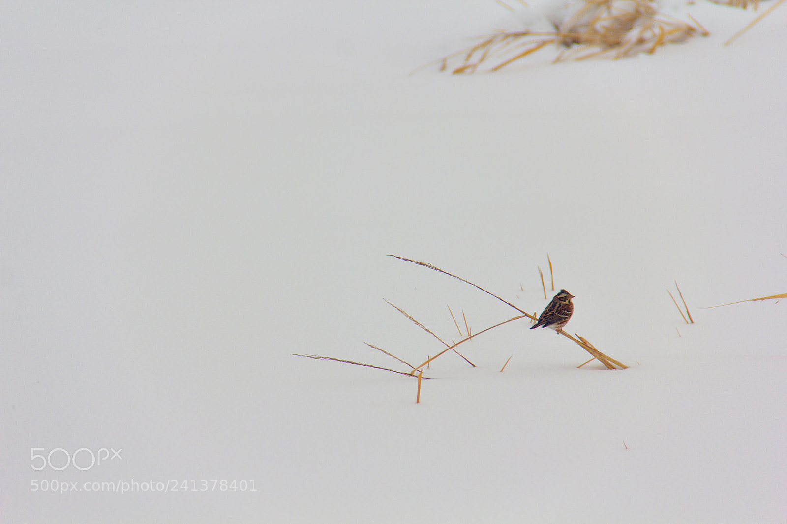 Canon EOS 60D sample photo. 雪中鸟 photography