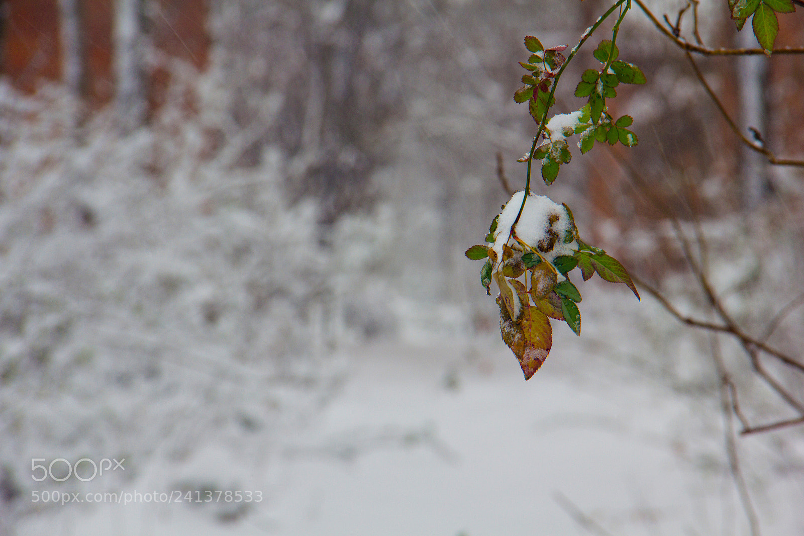 Canon EOS 60D sample photo. 雪 photography