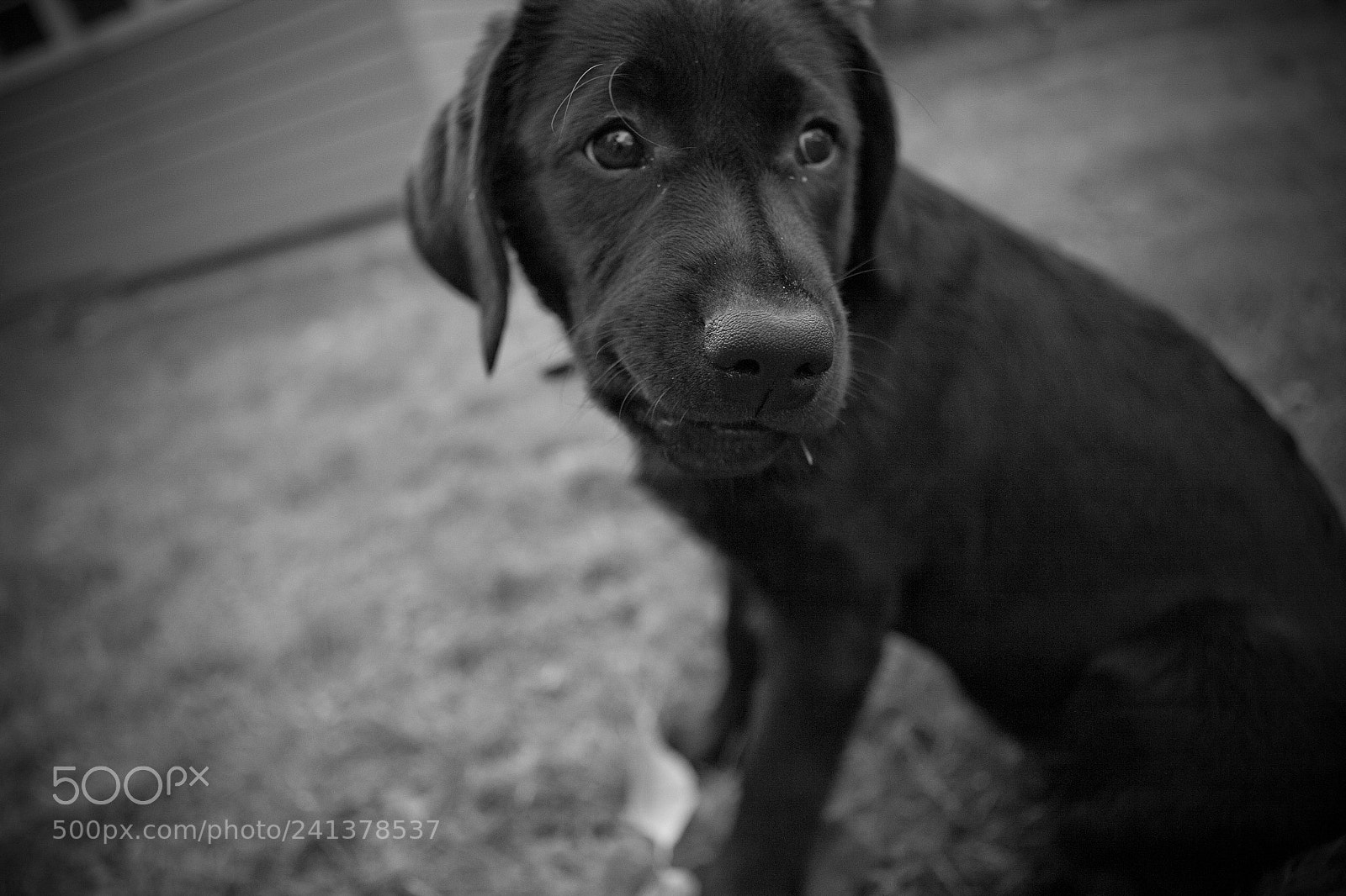 Canon EOS 5D sample photo. Lola_puppy photography