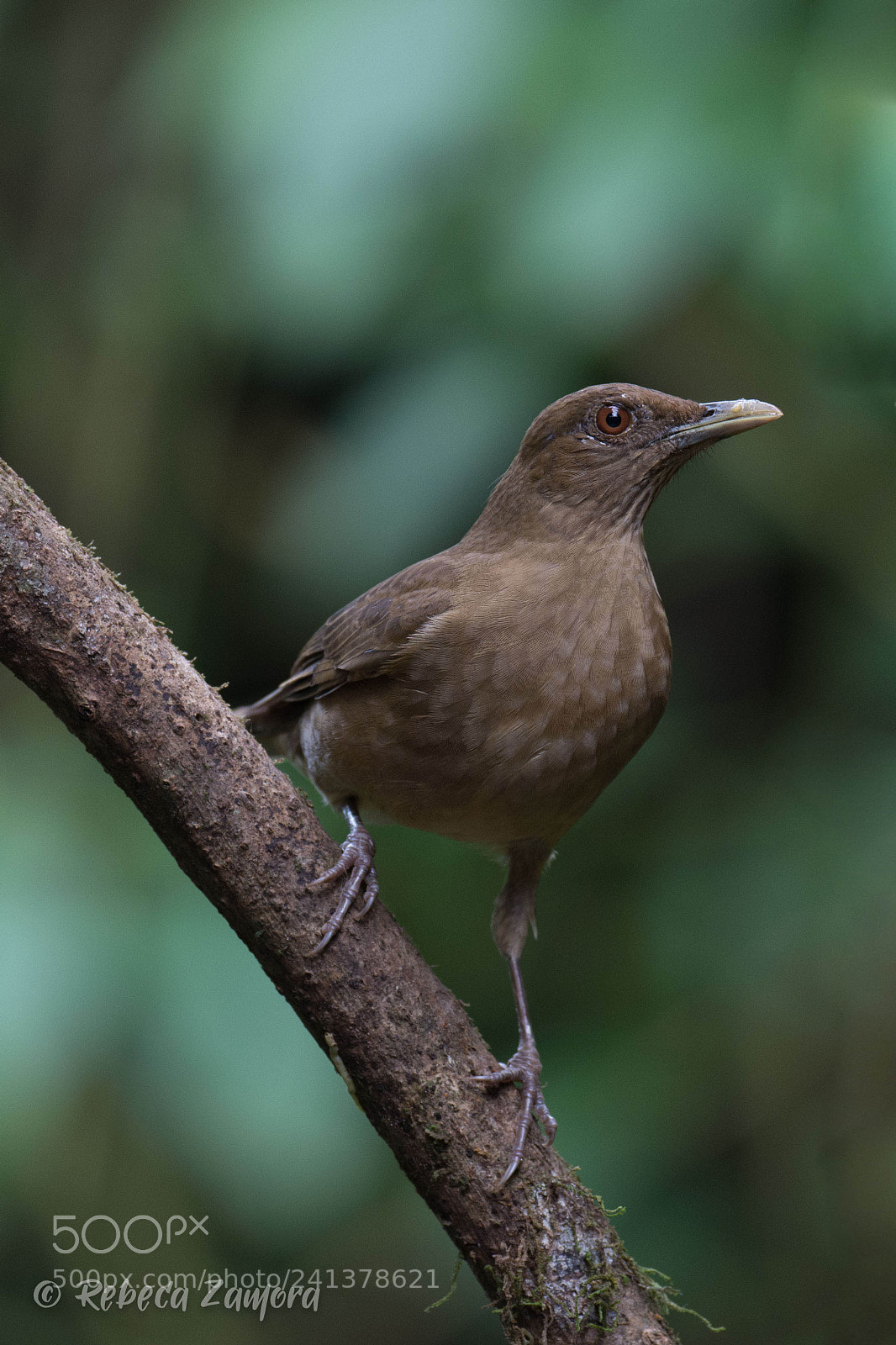 Nikon D7200 sample photo. Birds costa rica guapiles photography