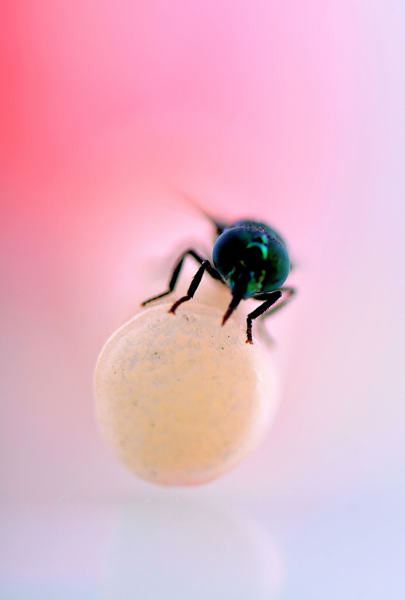 Nikon AF-S Micro-Nikkor 105mm F2.8G IF-ED VR sample photo